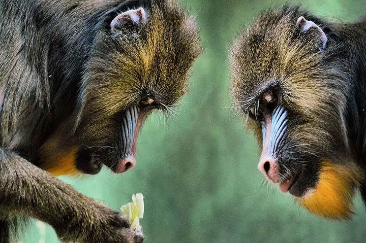 Mandrill